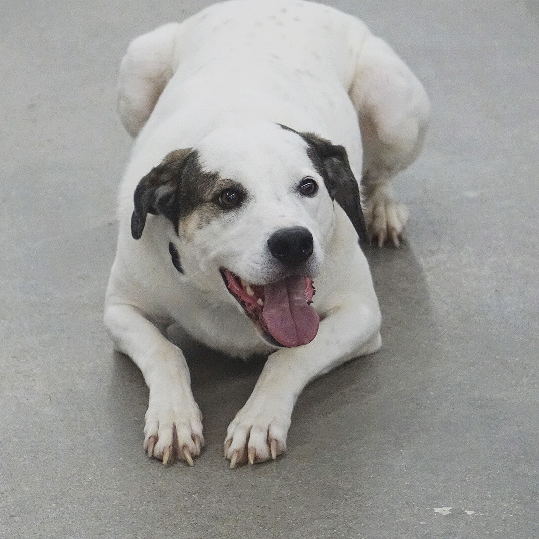 Dog training near me